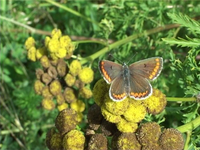 Dunkelbrauner Bläuling ( Arica agestis ) : Nettersheim/Urfttal, Eifel, 19.08.2006